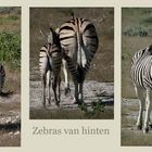 Zebras - van hinten