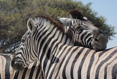 Zebras - vereint