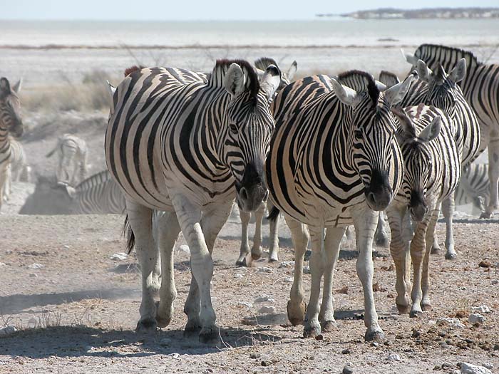 Zebras verlassen die (Etosha-) Pfanne