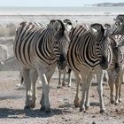 Zebras verlassen die (Etosha-) Pfanne