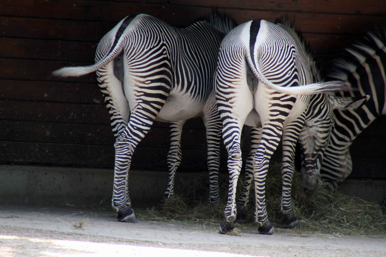 Zebras von Hinten