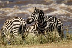 Zebras vor dem .....