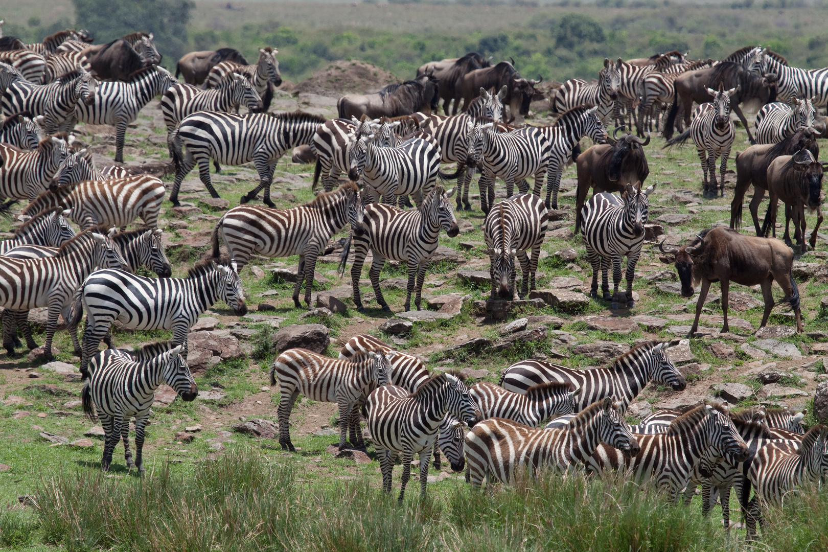 Zebras vorm Crossing