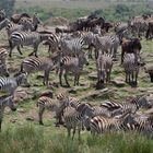 Zebras vorm Crossing