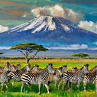 Zebras vorm Kilimandscharo 