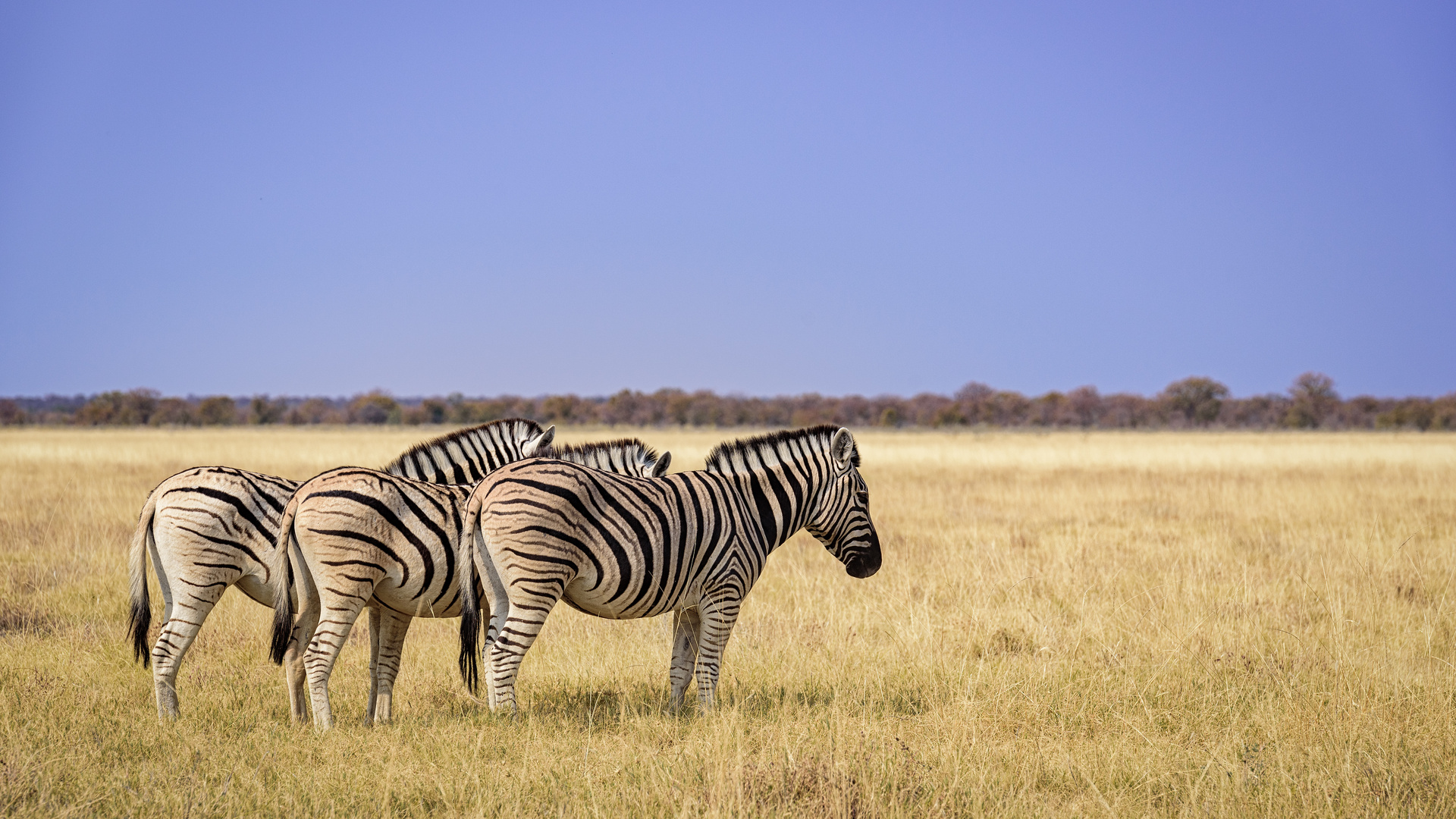 Zebras - Wächter