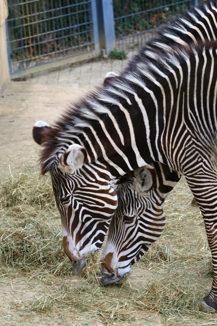 Zebras Wilhelma Stuttgart