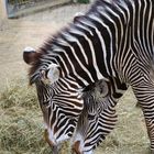 Zebras Wilhelma Stuttgart