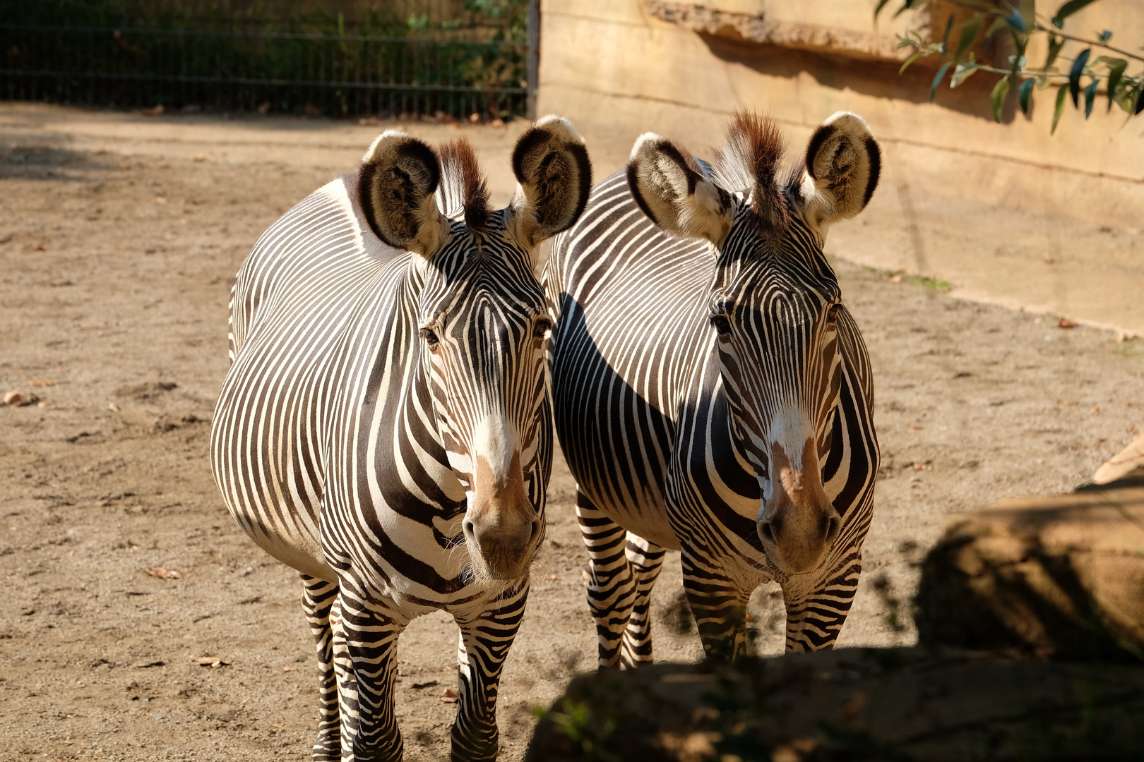 Zebras Wilhelma Stuttgart