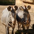 Zebras Wilhelma Stuttgart