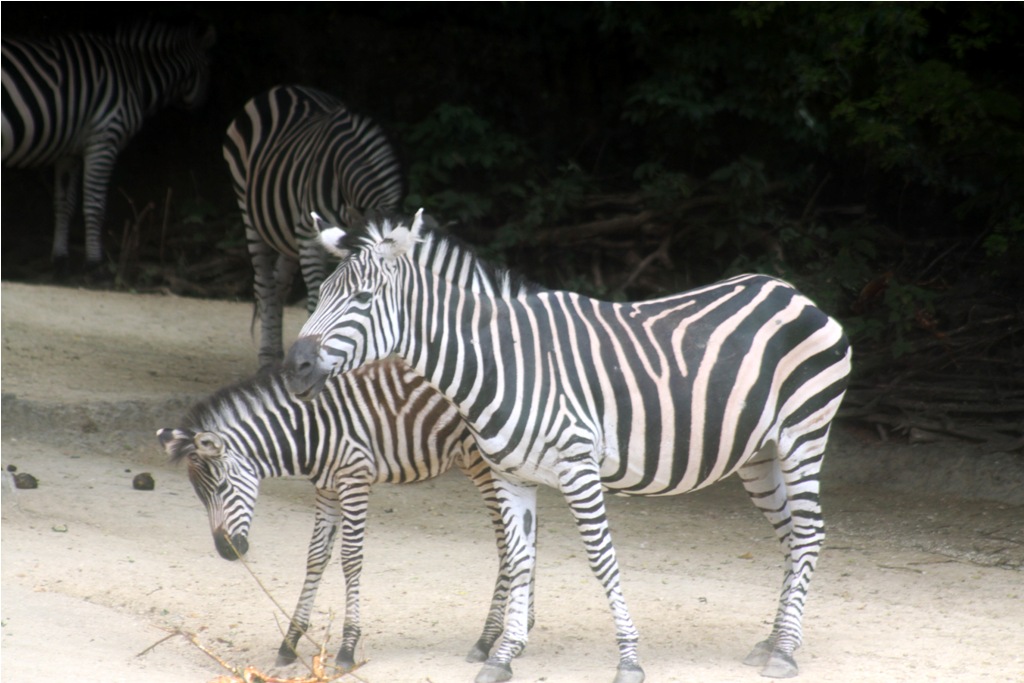 Zebra's (Zolli Basel)