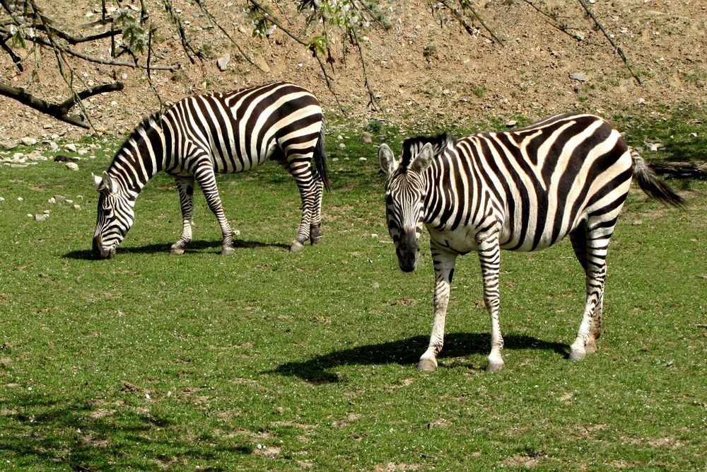 Zebras (Zoo Neuwied)