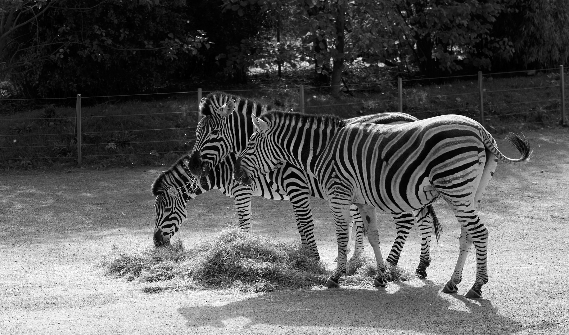 Zebras - Zoo Osnabrück