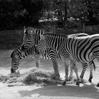 Zebras - Zoo Osnabrück