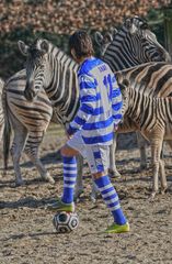 Zebras zu Besuch