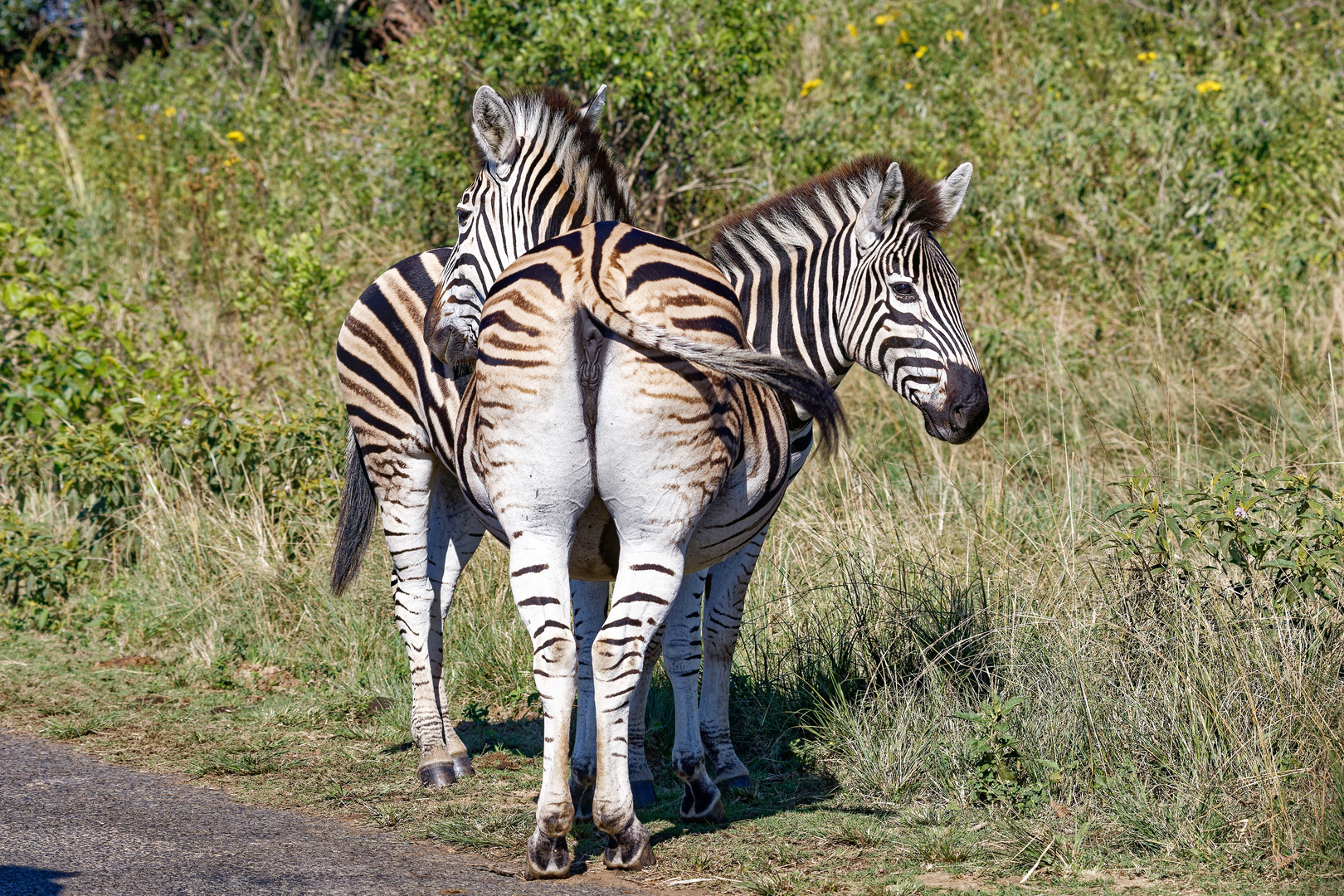 Zebras_1