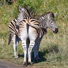 Zebras_1