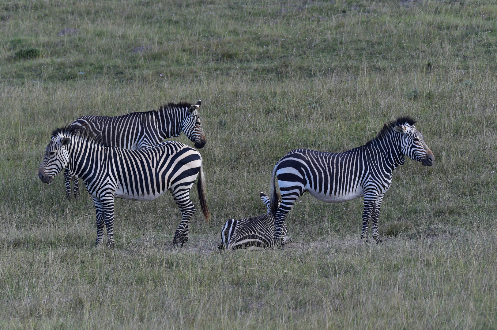 Zebras......120_5188