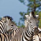 zebras_4