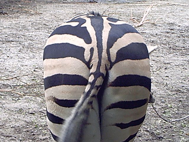 Zebra...sch