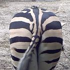 Zebra...sch