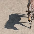 Zebraschatten