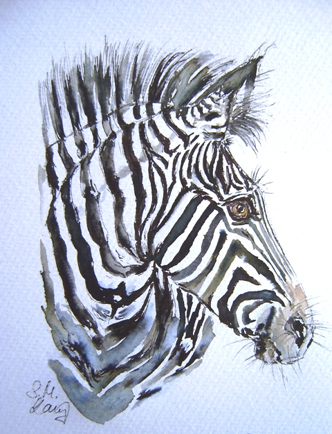 Zebraschönheit