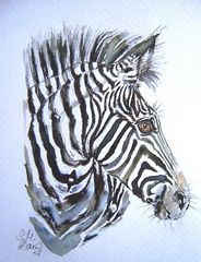 Zebraschönheit