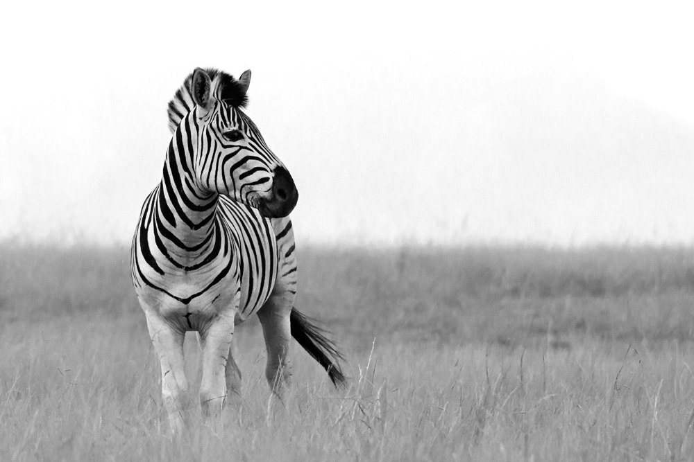 Zebraserie