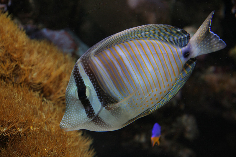 Zebrasoma desjardini