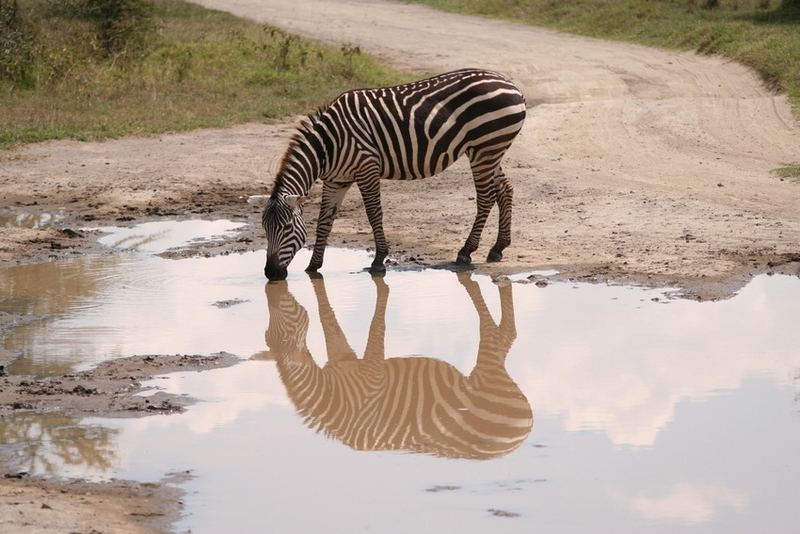 Zebraspiegelung