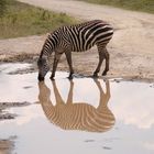 Zebraspiegelung