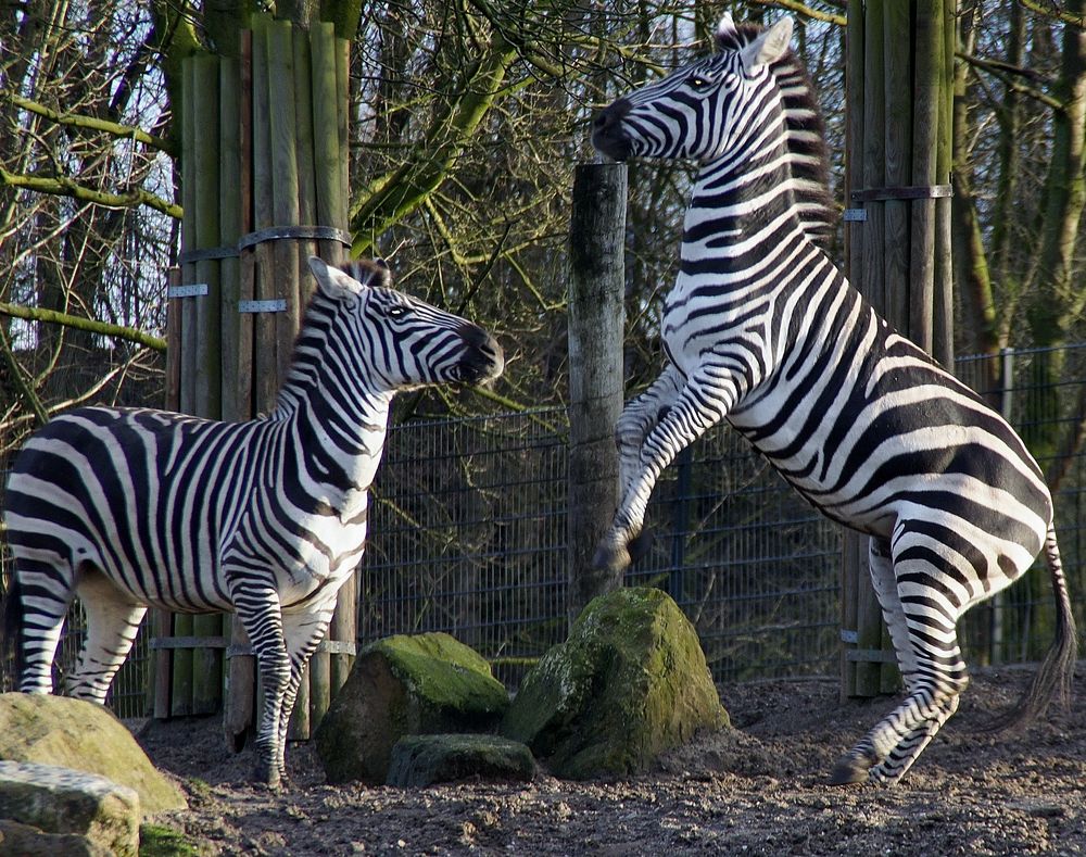 Zebraspiele 2