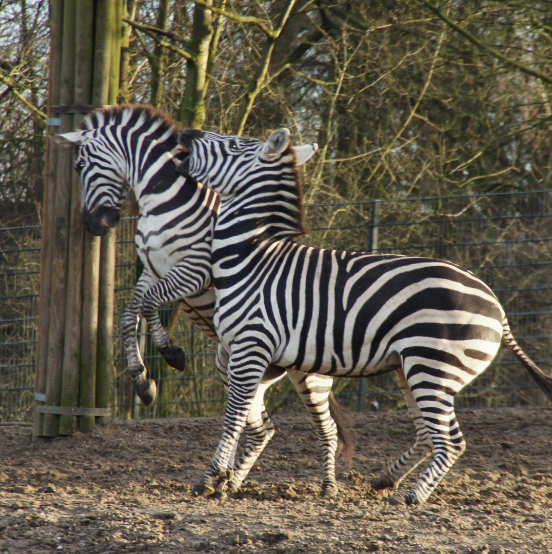 Zebraspiele