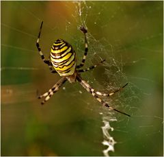 Zebraspinne