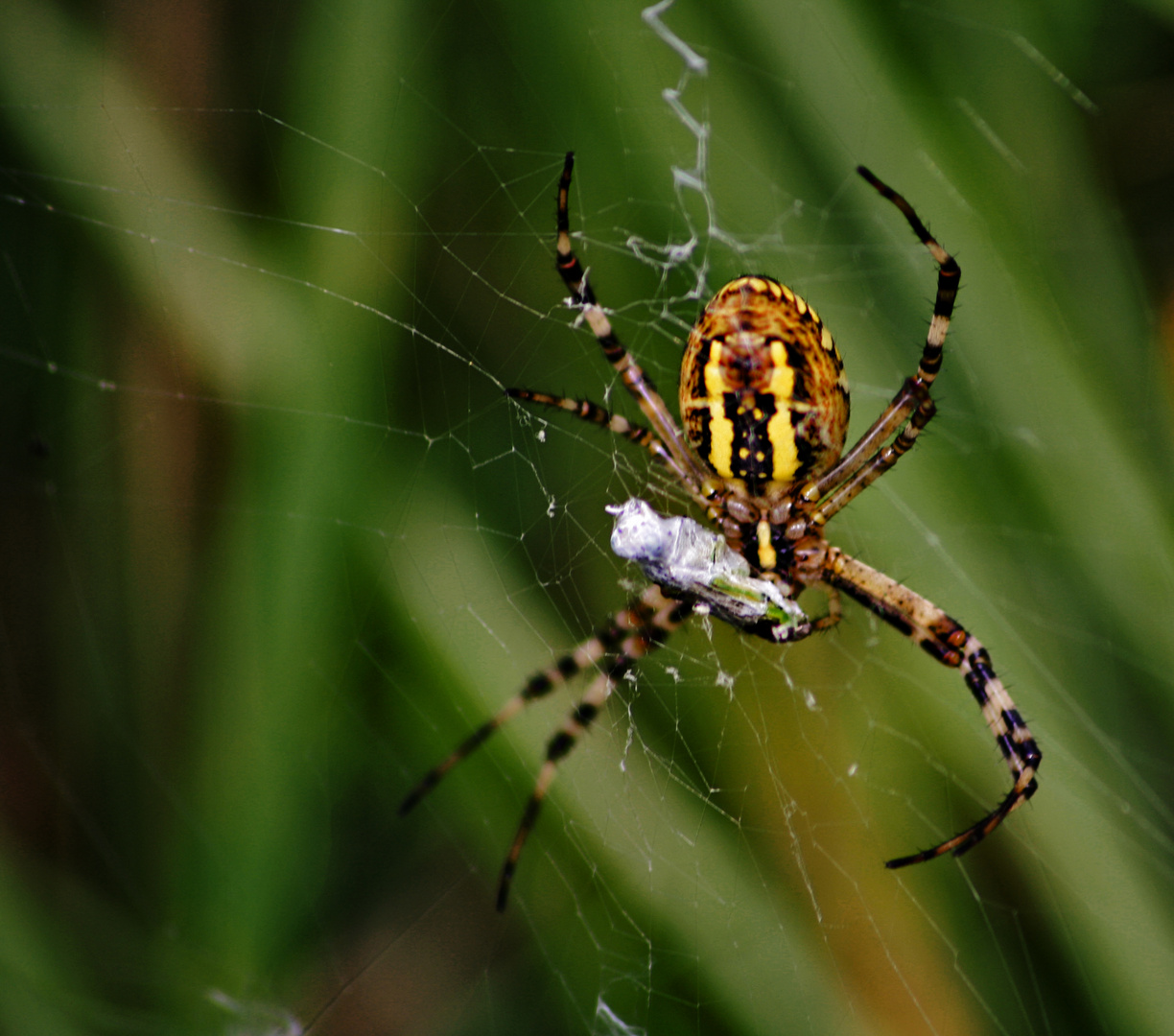 zebraspinne