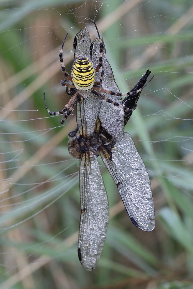 Zebraspinne (1)