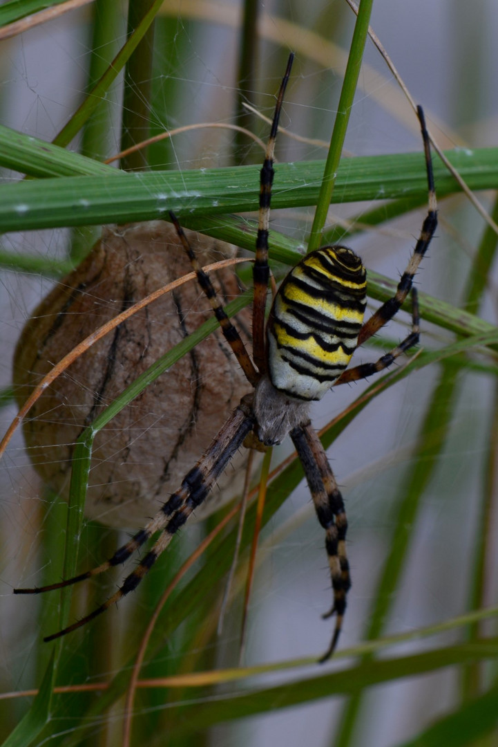 Zebraspinne (1)