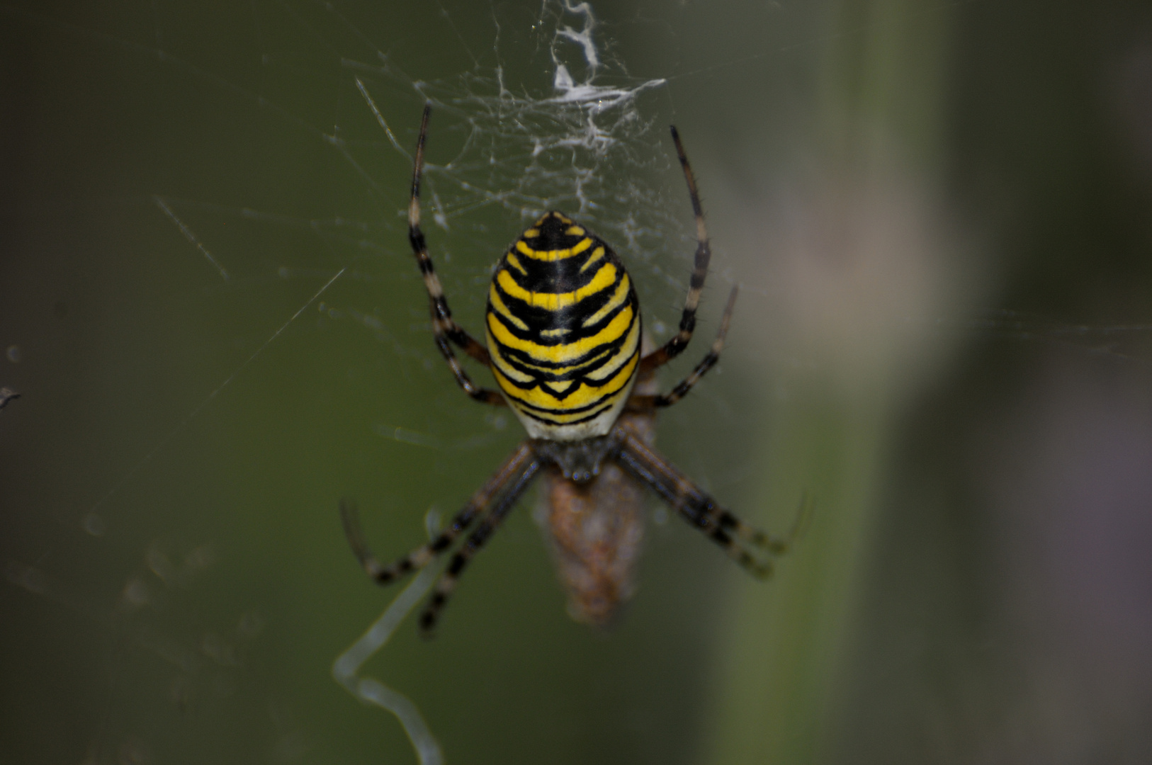 Zebraspinne 2