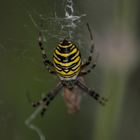 Zebraspinne 2