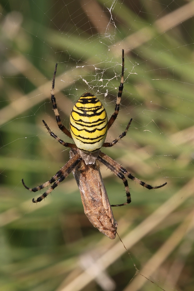 Zebraspinne (2)