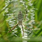 Zebraspinne