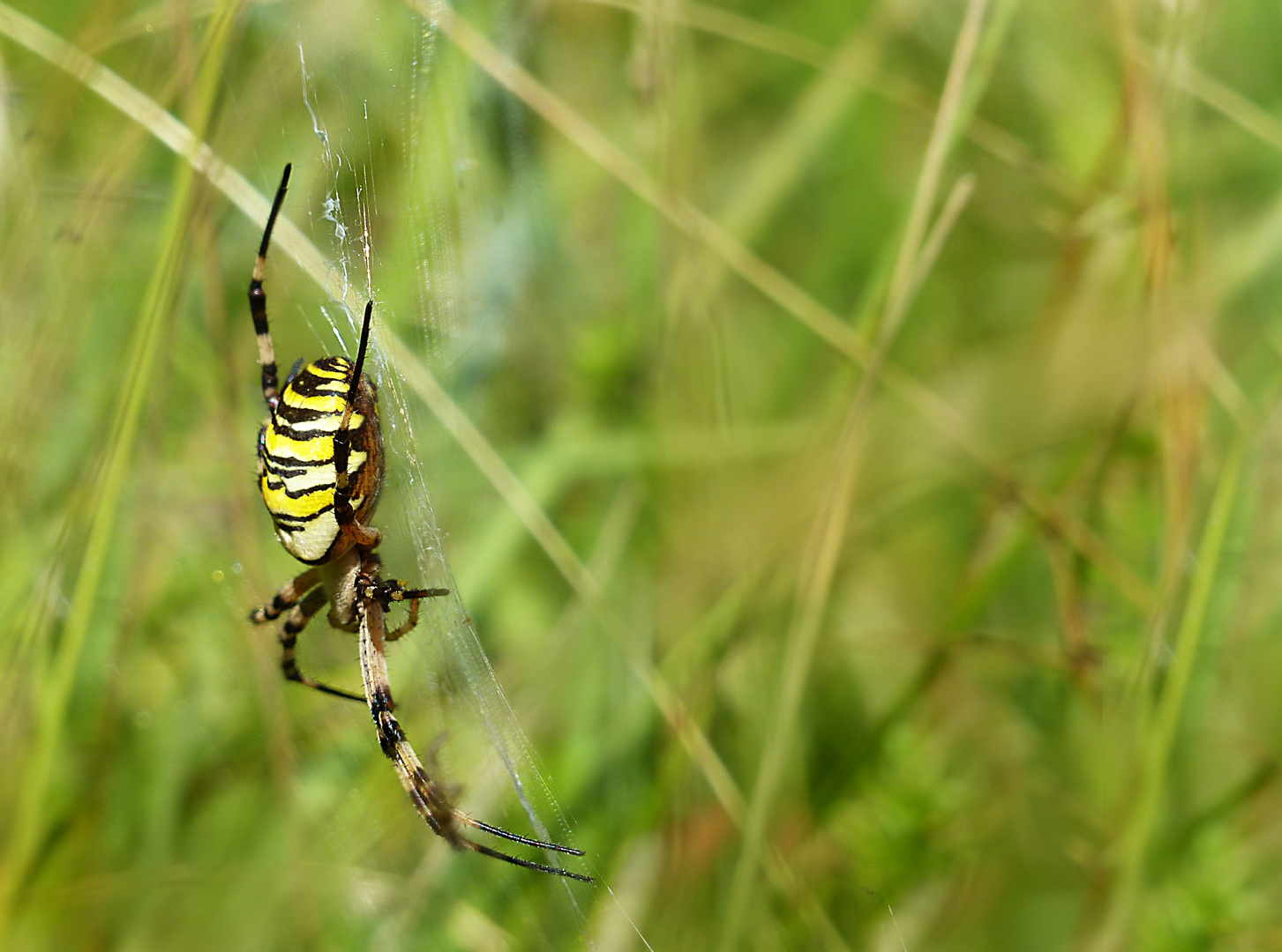 Zebraspinne