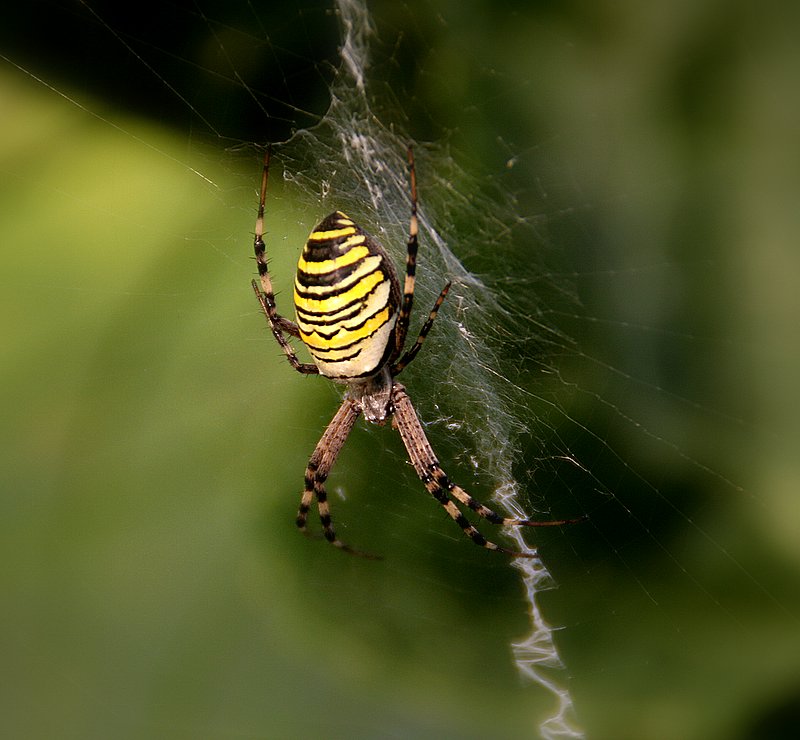 Zebraspinne