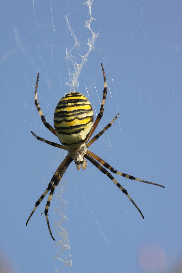 Zebraspinne (4)