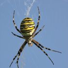 Zebraspinne (4)