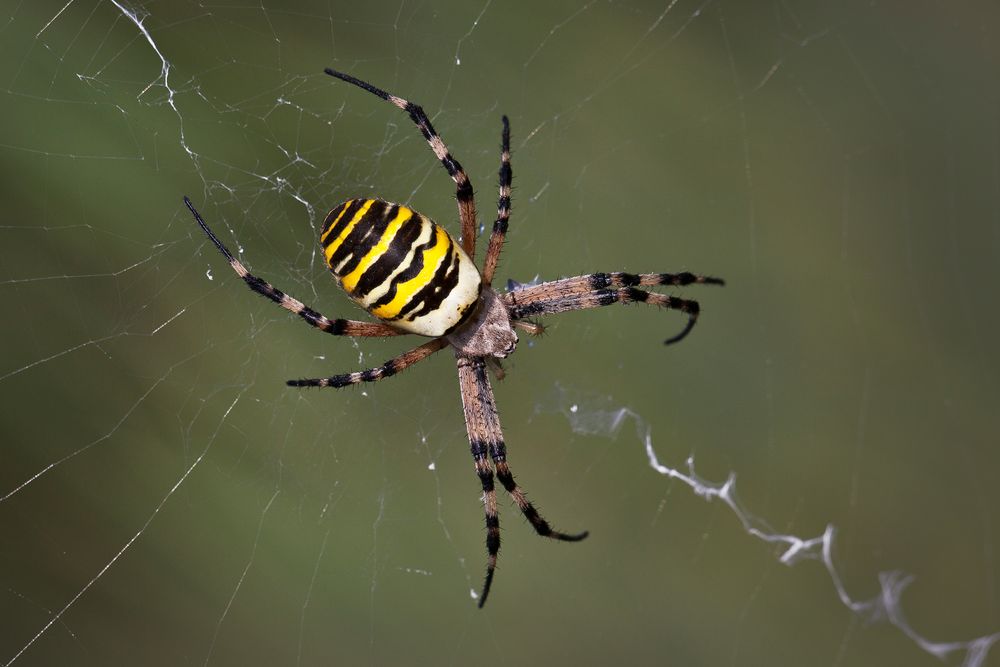 Zebraspinne