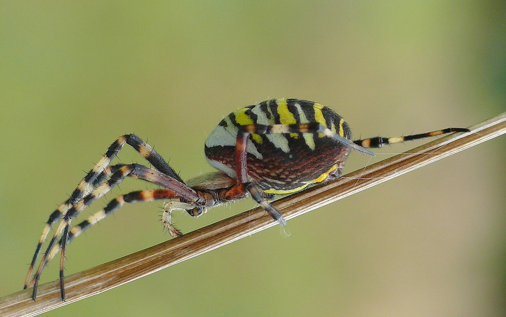 Zebraspinne