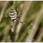 Zebraspinne...