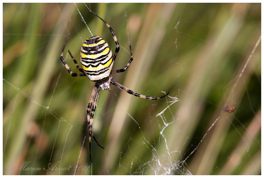 Zebraspinne...